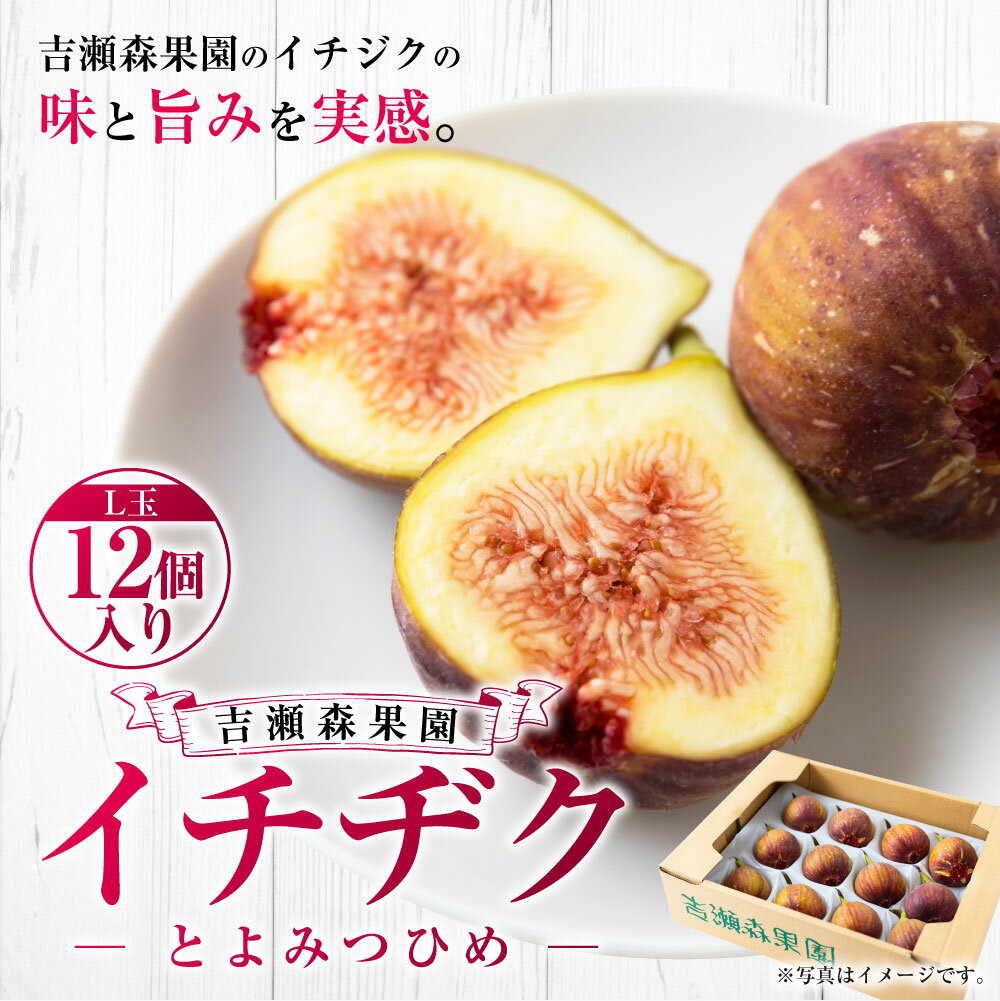 【ふるさと納税】【先行予約】吉瀬森果園 イチジク （とよみつひめ） L玉 12個入り 【2026年8月上旬～9月下旬より順次発送予定】 いちじく 無花果 果物 フルーツ 果実 冷蔵 送料無料 福岡県 うきは市