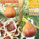 【ふるさと納税】 吉瀬森果園 イチジク (とよみつひめ) セミドライフルーツ (各45g×3袋) 【2026年9月上旬より順次発送開始】イチジク いちじく 旬 フルーツ 果物 果実 常温 送料無料 福岡県 うきは市 楽天スーパーSALE 9月開催