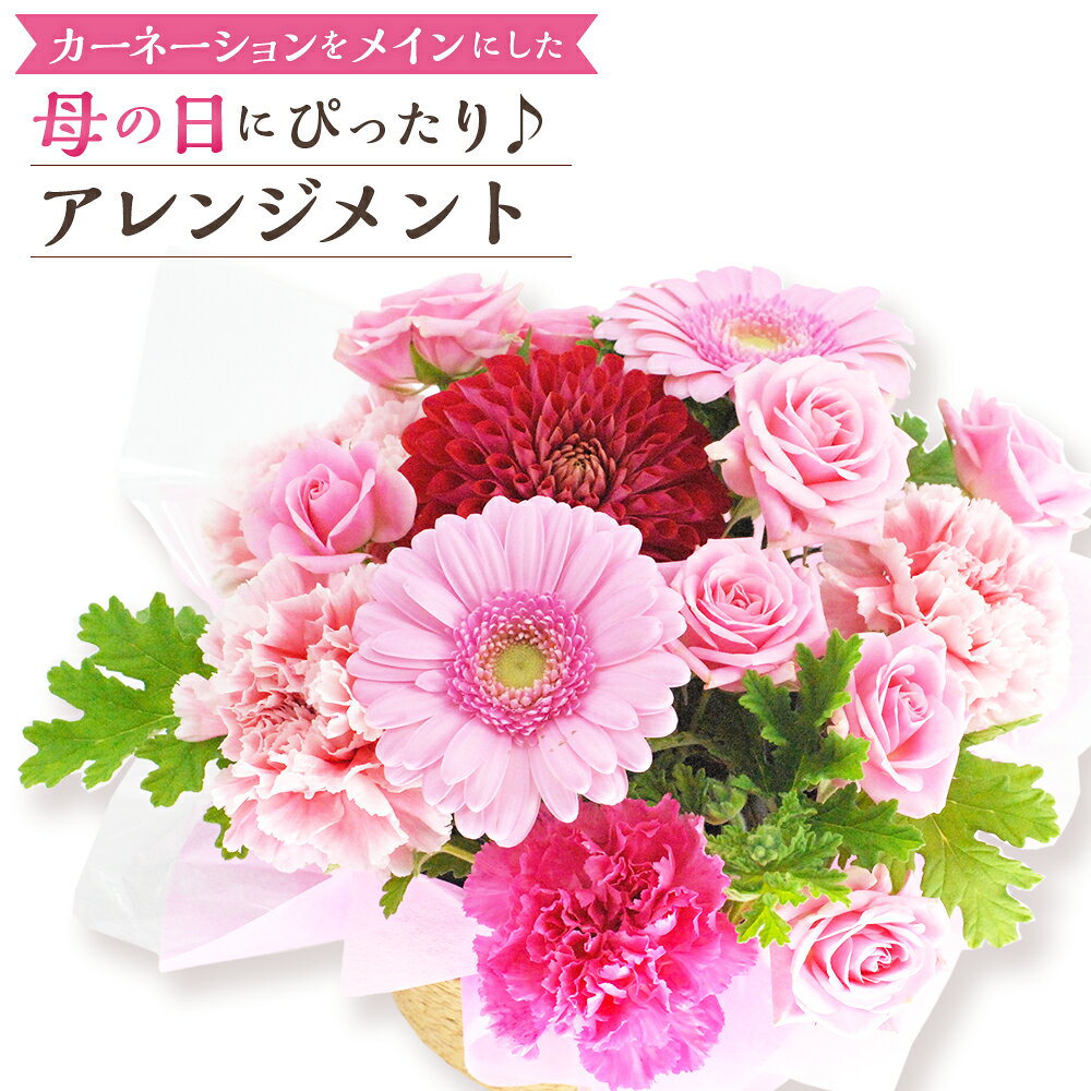 カーネーション アレンジメント 母の日 母の日にぴったりなカーネーションをメインにしたアレンジメント 生花 バラ 送料無料【2026年5月7日～9日の間に順次発送予定】