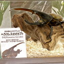 【ふるさと納税】世界最大のカブトムシ！【ヘラクレスオオカブト】オス メス各1匹 サイズ/♂140ミリ前後 ♀お任せ 飼育セット カブトムシ 昆虫 成虫 生体 子ども こども 観察 飼育 お誕生日 贈り物 プレゼント 福岡県 嘉麻市産 送料無料