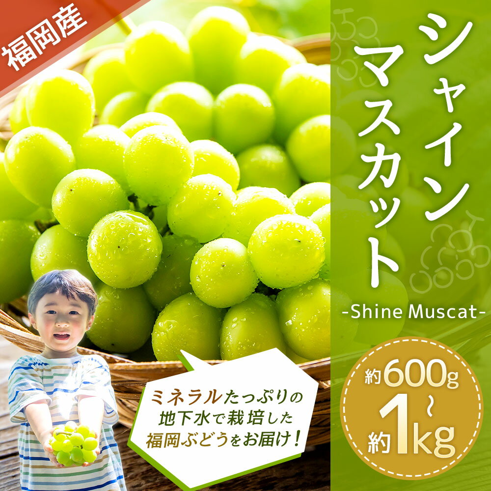 【ふるさと納税】福岡県産 シャインマスカット 約600g/約1kg 選べる内容量 フルーツ 果物 マスカット ぶどう ブドウ 葡萄 福岡県 嘉麻市 送料無料【2025年8月下旬～9月下旬に順次発送予定】