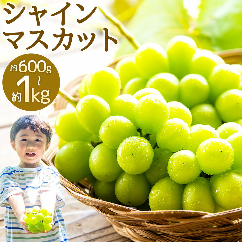 【ふるさと納税】福岡県産 シャインマスカット 約600g/約1kg 選べる内容量 フルーツ 果物 マスカット ぶどう ブドウ 葡萄 福岡県 嘉麻市 送料無料【2025年8月下旬～9月下旬に順次発送予定】