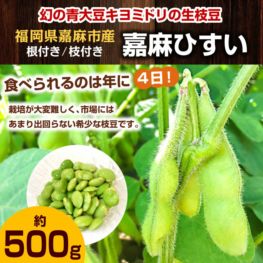 【ふるさと納税】希少な嘉麻ひすい 根付き 枝付き 生枝豆 約500g 福岡県 嘉麻市産 青大豆 キヨミドリ 年に1度 えだまめ えだ豆 おつまみ 冷蔵便 クール便 【2024年10月上旬～10月下旬に順次発送予定】