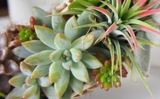 ふるさと納税 植物 福岡県朝倉市 可愛いハートの多肉植物寄せ植え 福岡県朝倉市 ふるさと納税 植物 福岡県朝倉市 可愛いハートの多肉植物寄せ植え 福岡県朝倉市