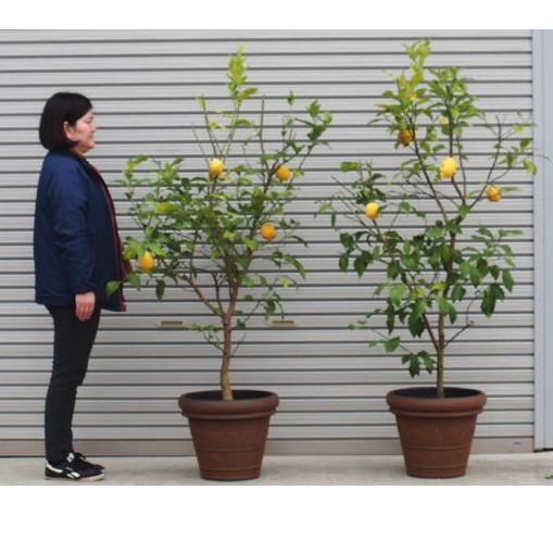 苗木の返礼品 ふるさと納税バイブル 苗木の返礼品 ふるさと納税バイブル
