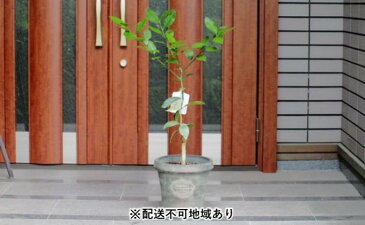 【ふるさと納税】レモンの木鉢植え(アンティーク風鉢・27cm)※配送不可:北海道・沖縄・離島 【苗木】