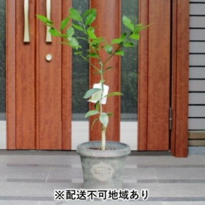 【ふるさと納税】レモンの木鉢植え（アンティーク風鉢・27cm）※配送不可：北海道・沖縄・離島　【苗木】