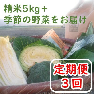 【ふるさと納税】定期便3回 お米（精米）5kgと季節の お野菜 セット　【定期便・お米・野菜・セット・詰合せ・上白米・低温保存米・お野菜セット・精米】