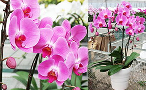 【ふるさと納税】胡蝶蘭 3本立ち 筑前あさくら農協 苗木