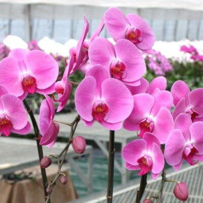 【ふるさと納税】胡蝶蘭 3本立ち 筑前あさくら農協 苗木