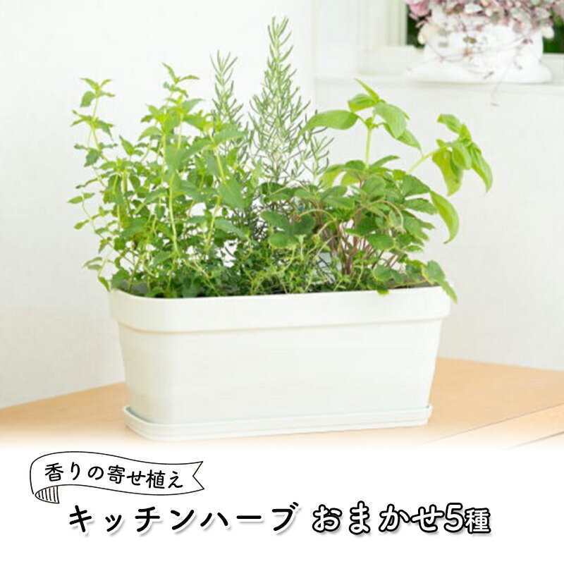 ハーブ キッチンハーブ 5種 フレッシュハーブ 香りの寄せ植え 植物 ガーデニング ガーデン インテリア [朝倉市]