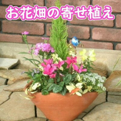 可愛いお花畑の寄せ植え（Mサイズ）　【花】