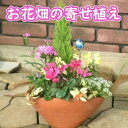 【ふるさと納税】可愛いお花畑の寄せ植え(Mサイズ)
