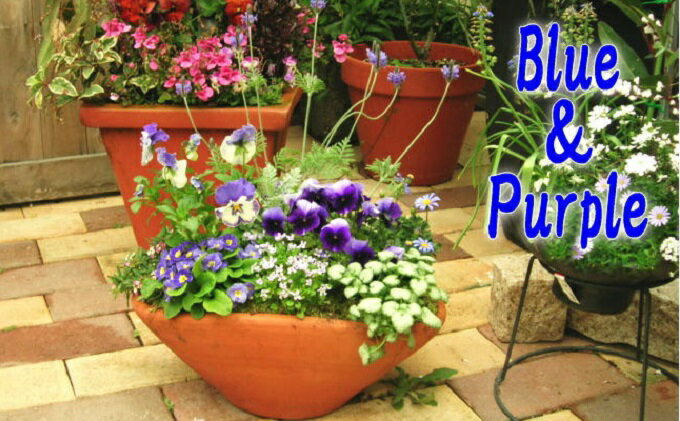 【ふるさと納税】爽やかな色合いブルー・パープルの寄せ植え 植物