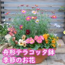 【ふるさと納税】可愛いピンクのお花たっぷりの寄せ植え