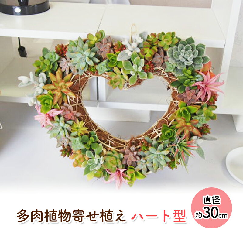 【ふるさと納税】多肉 寄せ植え 可愛いハートの多肉植物 植物 インテリア ガーデン　朝倉市のサムネイル