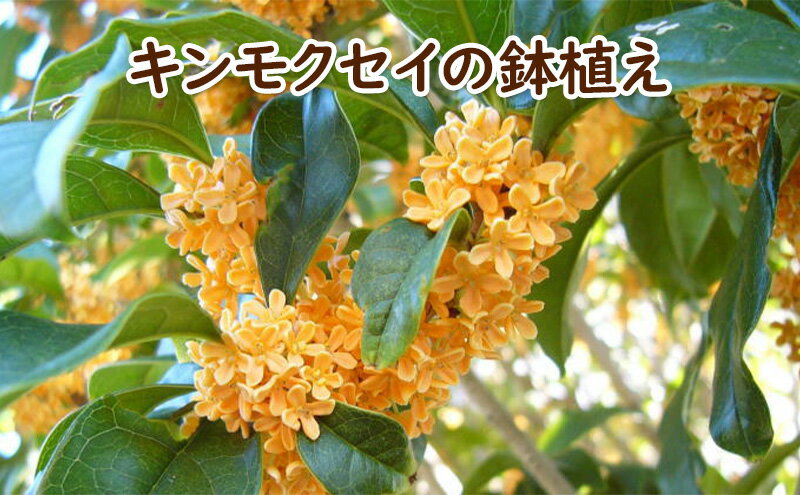 福岡県朝倉市の画像2