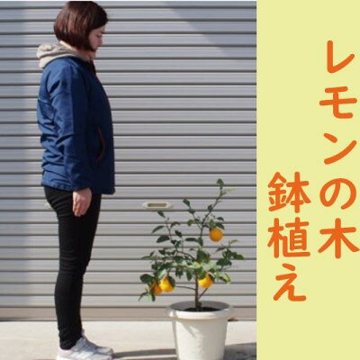 レモンの木鉢植え（白プラ鉢31cm） 苗木 れもん 檸檬 Lemon 観葉植物 ガーデニング 花 実 香り