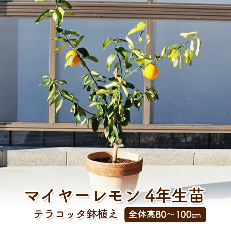 3位! 口コミ数「1件」評価「4」苗木 レモンの木 鉢植え 大きめサイズ テラコッタ鉢 植物 ガーデン ガーデニング ※配送不可:北海道、沖縄、離島　【朝倉市】