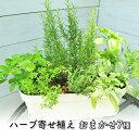 ハーブ 7種 フレッシュハーブ 香りの寄せ植え 白鉢 受皿付き 植物 ガーデン インテリア　