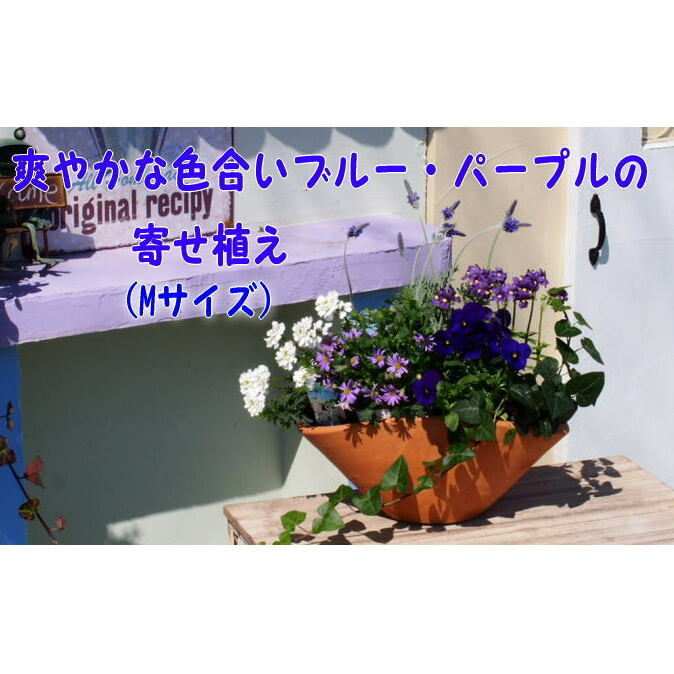 ブルー・パープルの寄せ植え（舟形Mサイズ）1個　【花・植物】