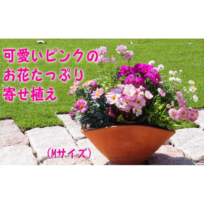 可愛いピンクのお花たっぷりの寄せ植え(舟形Mサイズ)1個 [花・植物]