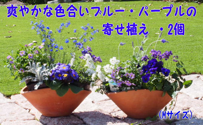 【ふるさと納税】ブルー・パープルの寄せ植え（舟形Mサイズ）2個　【花・植物】