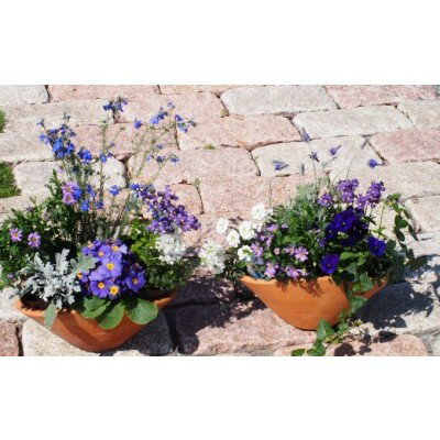 【ふるさと納税】ブルー・パープルの寄せ植え（舟形Mサイズ）2個 花 植物