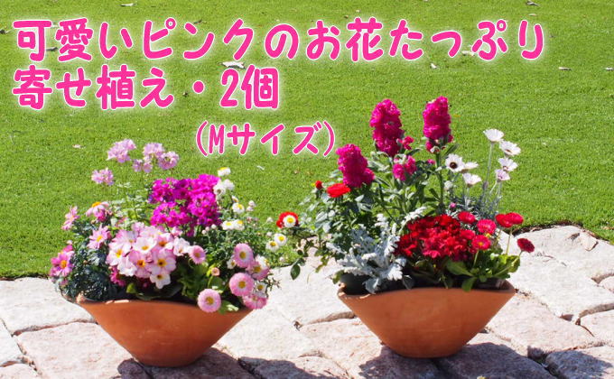 【ふるさと納税】可愛いピンクのお花たっぷりの寄せ植え（舟形Mサイズ）2個　【花・植物】