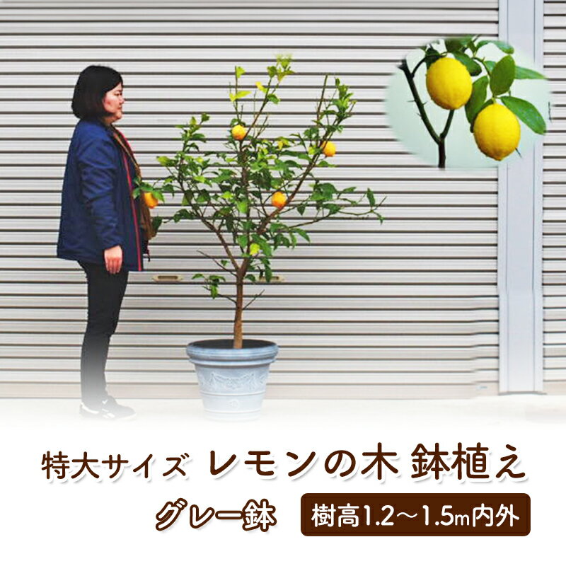 苗木 レモン 特大サイズ レモンの木 鉢植え グレー鉢 1個 植物 ガーデン ※配送不可:北海道、沖縄、離島 [苗木・果物類・柑橘類・レモン・檸檬]