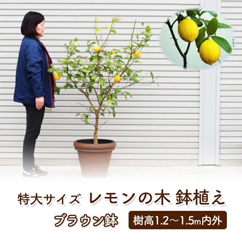 苗木 レモン 特大サイズ レモンの木 鉢植え ブラウン鉢 1個 植物 ガーデン ※配送不可:北海道、沖縄、離島 [朝倉市]