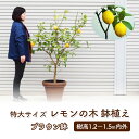 苗木 レモン 特大サイズ レモンの木 鉢植え ブラウン鉢 1個 植物 ガーデン ※配送不可:北海道、沖縄、離島　