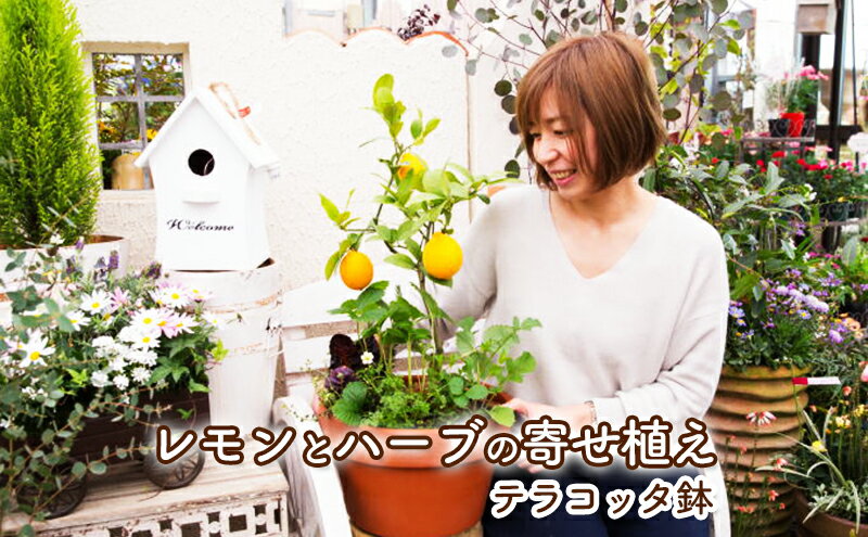 【ふるさと納税】レモン ハーブ 寄せ植え 鉢植え 植物 ガーデン インテリア 収穫可能 ※配送不可:北海道、沖縄、離島