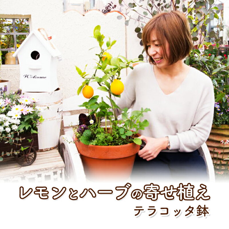 13位! 口コミ数「0件」評価「0」レモン ハーブ 寄せ植え 鉢植え 植物 ガーデン インテリア 収穫可能 ※配送不可:北海道、沖縄、離島　【朝倉市】