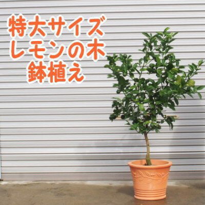 6位! 口コミ数「0件」評価「0」苗木 特大サイズ レモンの木鉢植え テラコッタ鉢 40cm 配送不可 北海道 沖縄 離島　【 苗木 れもん 檸檬 Lemon 特大サイズ 観･･･ 