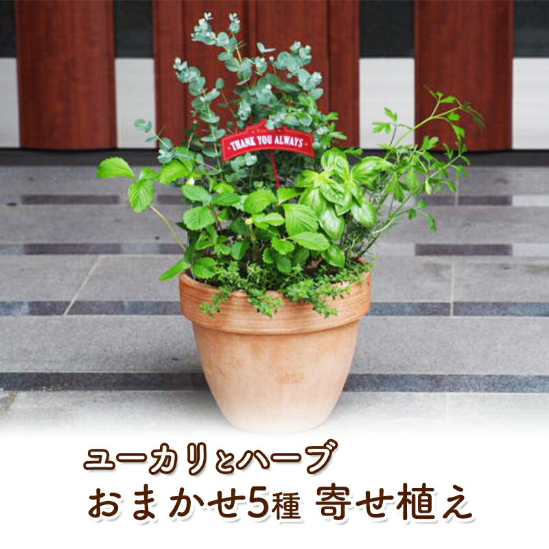 ユーカリとハーブ5種 寄せ植え テラコッタ鉢 24cm 植物 ガーデン インテリア [朝倉市]