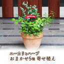 【ふるさと納税】ユーカリとハーブ5種 寄せ植え テラコッタ鉢
