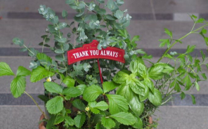 �ڤդ뤵��Ǽ�ǡۥ桼����ȥϡ���5�� �󤻿��� �ƥ饳�å�ȭ 24cm ��ʪ �����ǥ� ����ƥꥢ