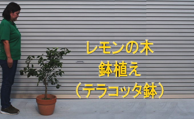 【ふるさと納税】苗木 レモンの木鉢植え テラコッタ鉢 30cm 配送不可 北海道 沖縄 ...