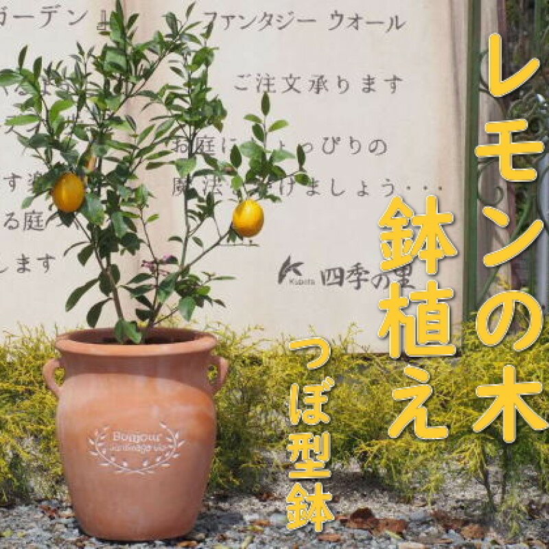 苗木 レモン レモンの木 鉢植え つぼ型 テラコッタ鉢 植物 ガーデン インテリア ※配送不可:北海道、沖縄、離島