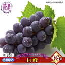 【ふるさと納税】フルーツの里の直売所より 巨峰【配送不可:離島】 果物類 ぶどう お届け:2025年8月20日~9月10日