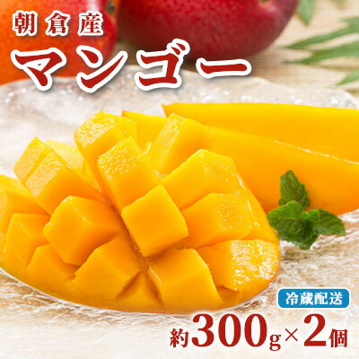 マンゴー 朝倉産 約300g×2個 配送不可 離島 果物 フルーツ 完熟 お届け:2025年7月上旬〜8月下旬