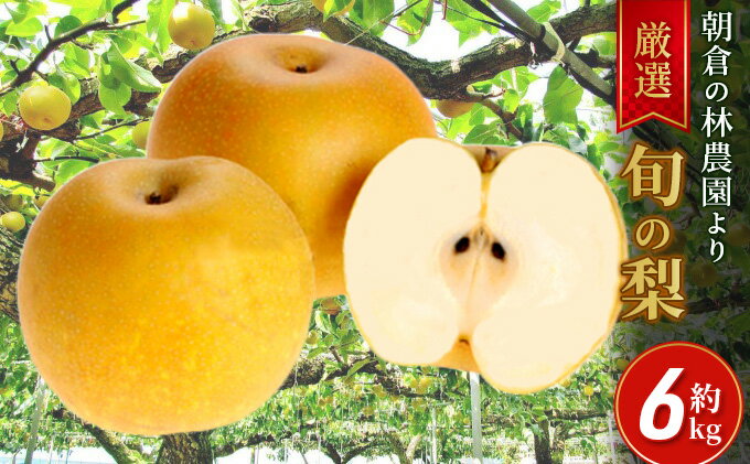 【ふるさと納税】梨 朝倉産 旬の梨 約6kg 林農園 配送不可 離島 ナシ 果物 フルーツ 先行予約 　お届け：2025年8月中旬～2026年1月中旬