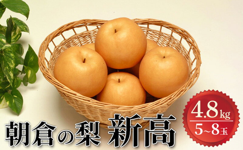 【ふるさと納税】梨 2025年発送 新高 4.8kg 筑前あさくら農協 配送不可 離島　お届け：2025年9月下旬～10月中旬