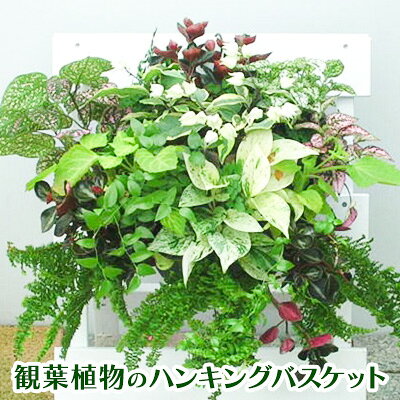 観葉植物のハンギングバスケット お届け:2027年3月10日〜2028年8月30日