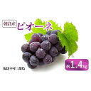 【ふるさと納税】ぶどう ピオーネ 朝倉産 約1.4kg 配送不可 離島 果物 フルーツ お届け:2025年8月上旬~8月中旬