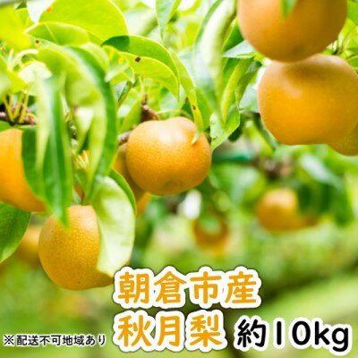 【ふるさと納税】「先行予約」朝倉市産 秋月 梨 10kg 12〜40玉 8月中旬より順次出荷【配送不可：離島】　【梨・ナシ・果物・フルーツ・先行予約】　お届け：2023年8月15日〜9月15日のサムネイル