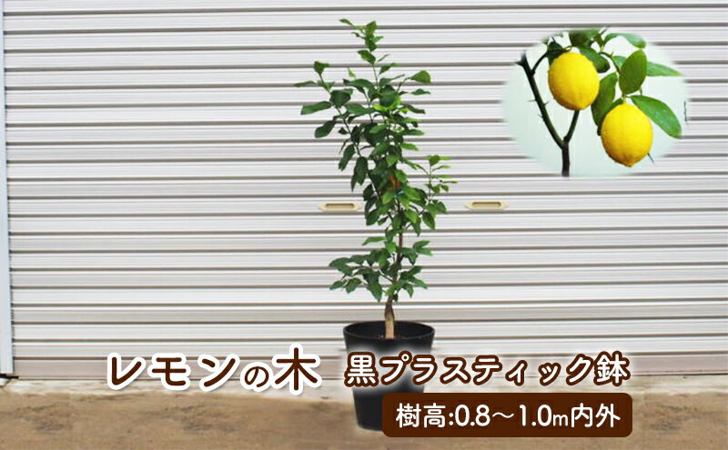 【ふるさと納税】鉢植え レモンの木 黒プラスティック鉢 27cm 配送不可 北海道 沖縄 離島　【 苗木 れもん 檸檬 Lemon 大きいサイズ 観葉植物 ガーデニング 花 実 香り 】