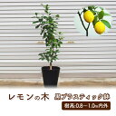 【ふるさと納税】苗木 鉢植え レモンの木 黒プラスティック鉢 直径27cm 植物 ガーデン インテリア ※配送不可:北海道、沖縄、離島　【朝倉市】