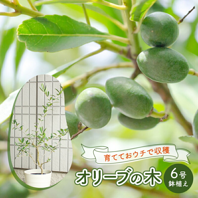 【ふるさと納税】オリーブの木 6号 鉢植え　【苗木】のサムネイル